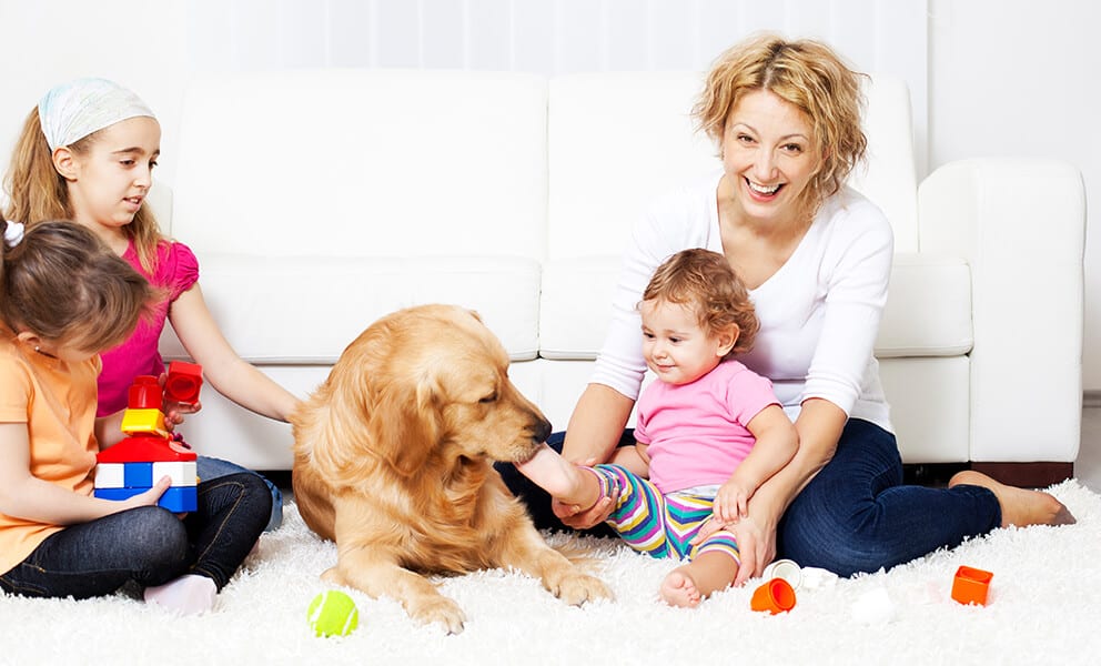 carpet cleaning company wakefield